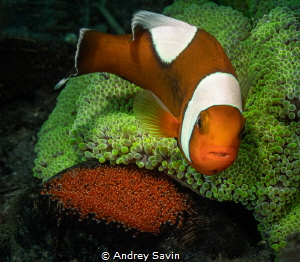 Anemonefish on egg by Andrey Savin 